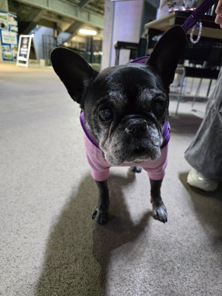 FightersPR's tweet photo. きのう、エスコンフィールドへ遊びにきてくれたワンちゃんたち🐶💕

フォトスポットで写真を撮ったり、イベントを満喫🐾

次回《ワンだふるフェスティバル2026 Supported by ユニ・チャーム》は、5/20(水)開催です🏟

▼特設サイトはこちら
https://t.co/kOQ5kaEc68

#lovefighters https://t.co/U3erfE08Kr