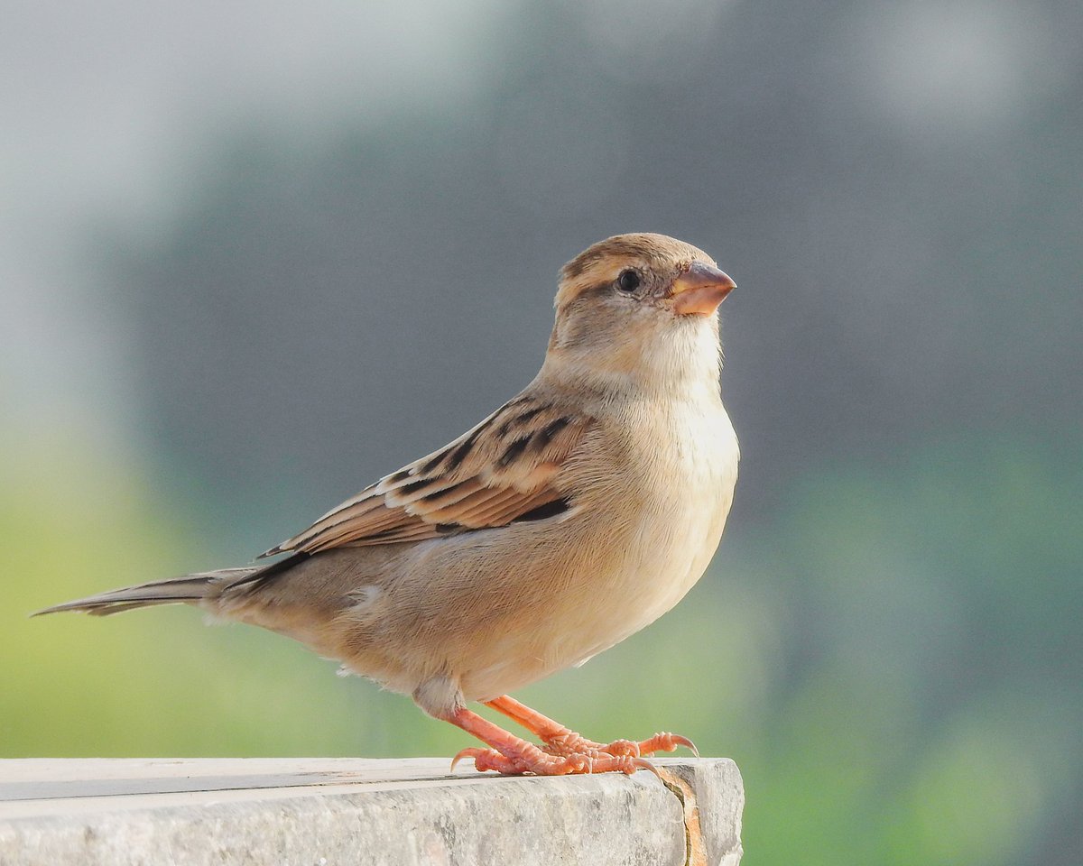 111johnny's tweet image. House Sparrow

गौरैया 

#IndiAves
#BirdsSeenIn2026