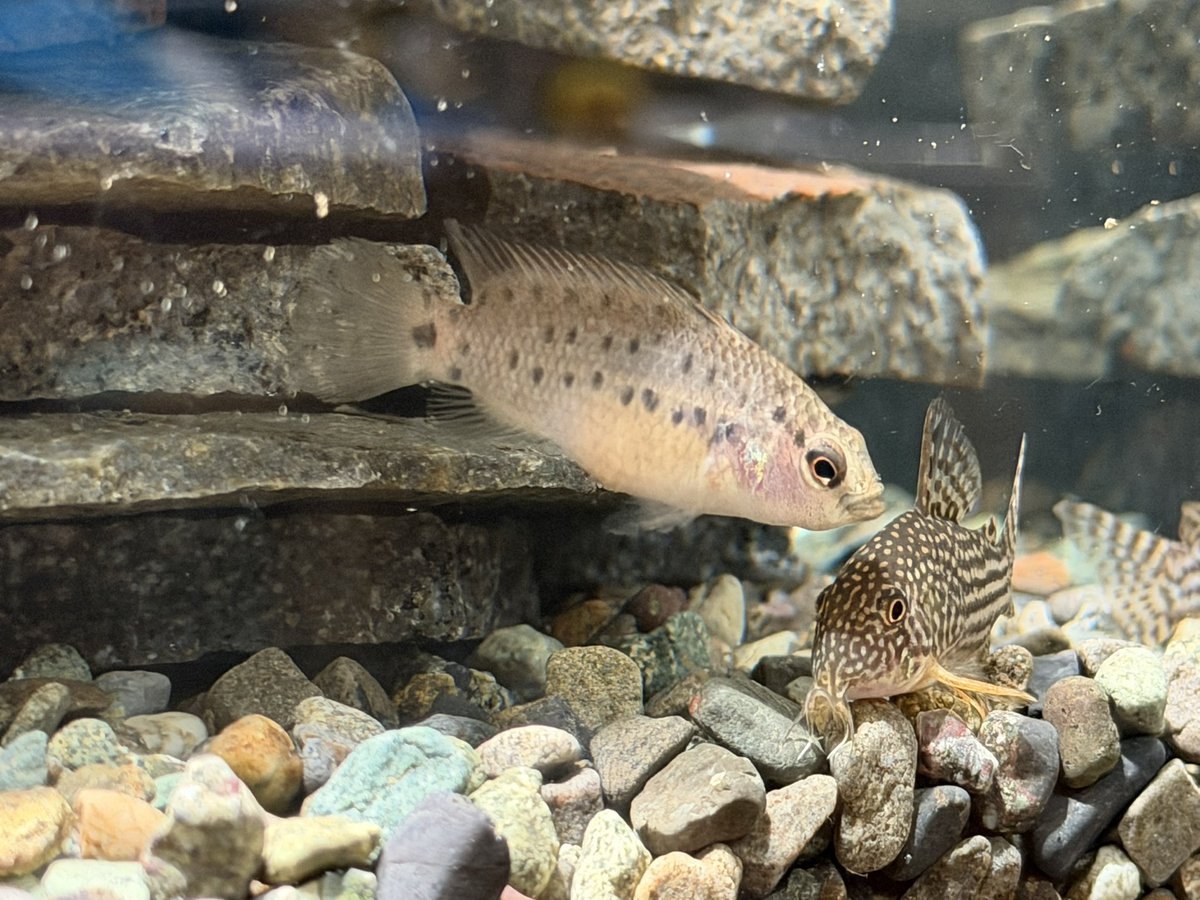 我が家のメイン水槽の小魚を食べまくった戦犯
サブ水槽を作り追放

#アクアリウム
#バジスバジス