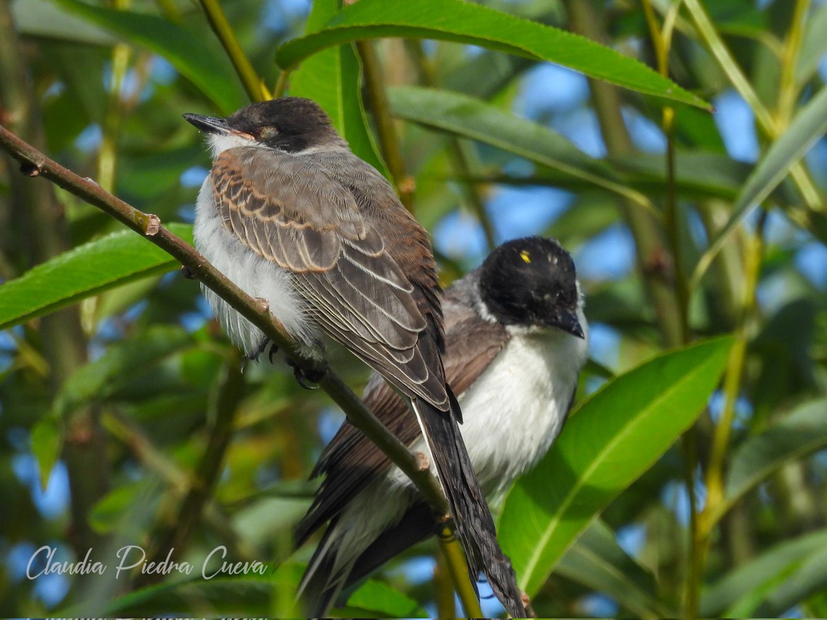 Loca Un Poco 🌼 🪽 tweet media