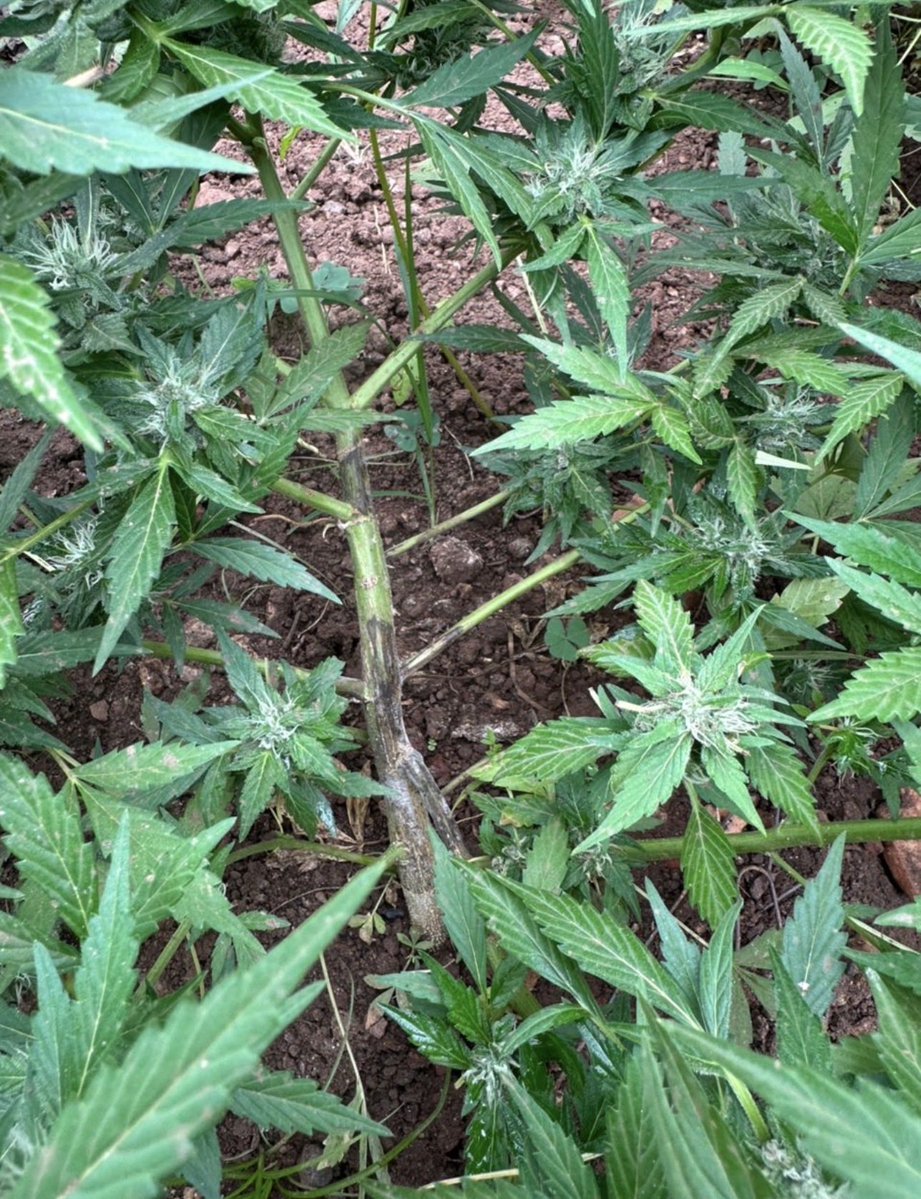 Primera vez que veo una yuca así en mi finca…
El encargado dice que esa variedad la pagan más cara…

¿Que hago la arranco o la dejo crecer?