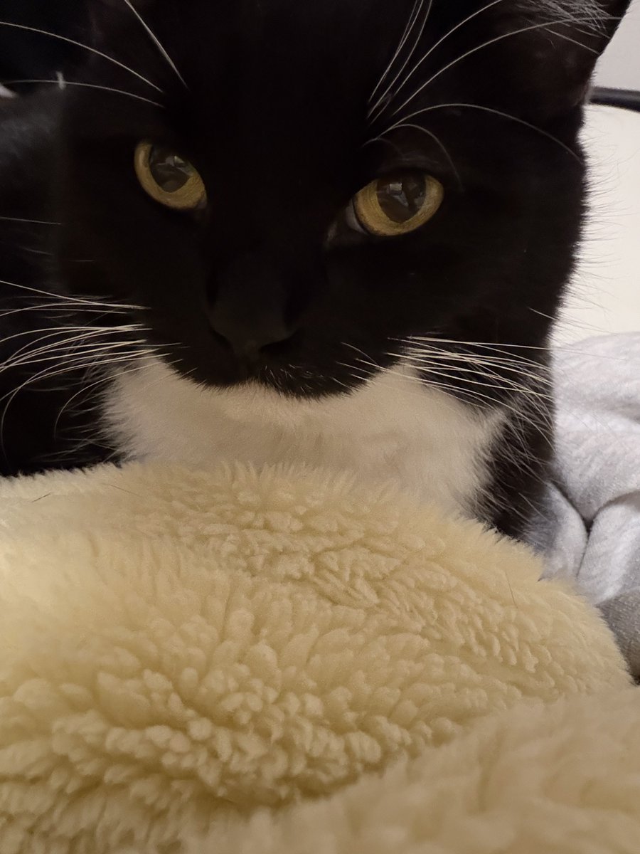 I'm Uni :3 tweet media