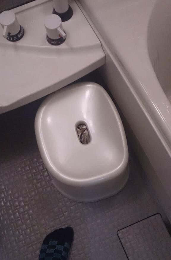 癒される動物 tweet media