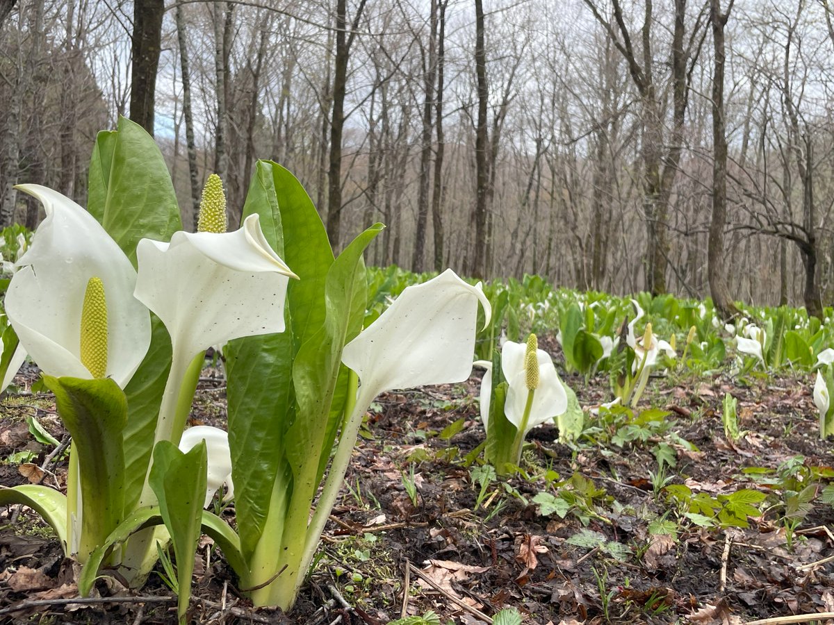 ４月２４日（金）１２時～国道４５４号通行止め解除になります。
※宇樽部方面への通行は引き続き通行止めとなります。
通行止め解除により、見頃を迎えている #ミズバショウ群生地 の『菅場』まで行き来できますので、今週末は #新郷村 に遊びに来てね♪

#国道454号
#水芭蕉
#ミズバショウ