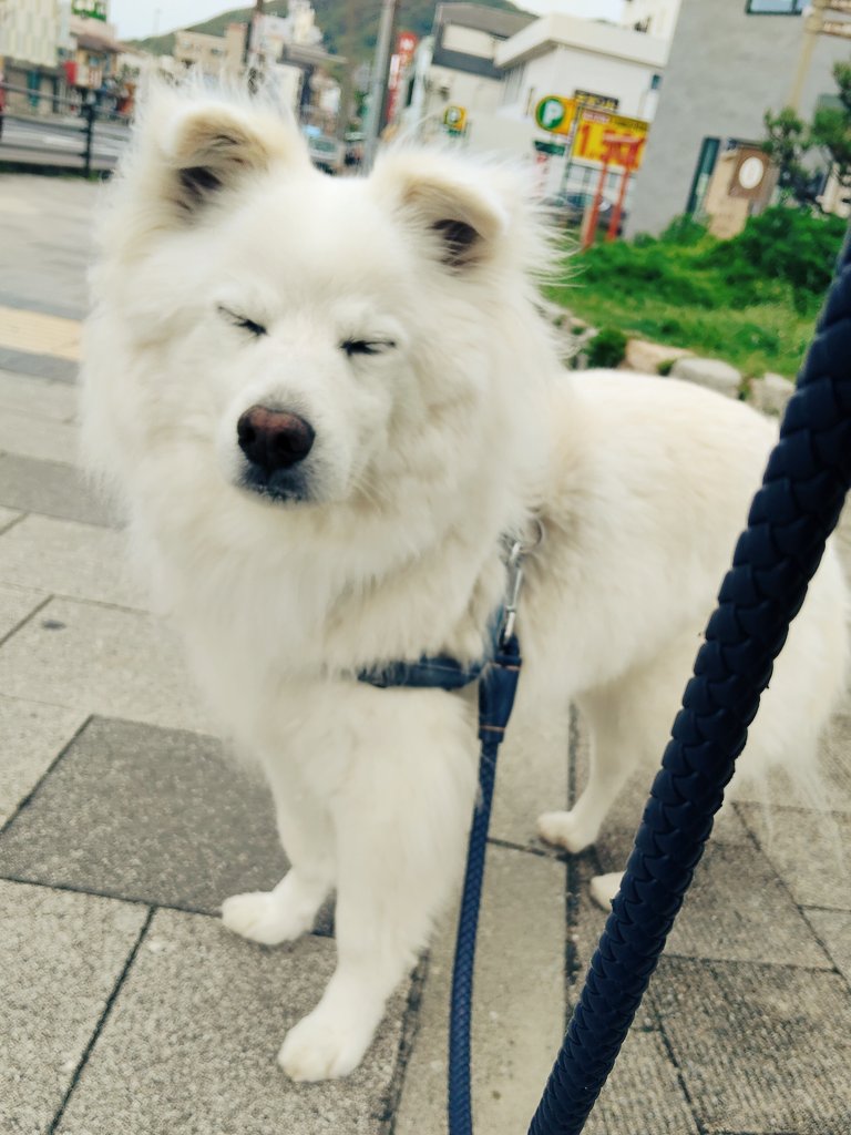 今朝のバズくん☁🌊
早起きデーで眠たかったけど、パトロールは手抜きしないでちゃんとやってきたよ🐾