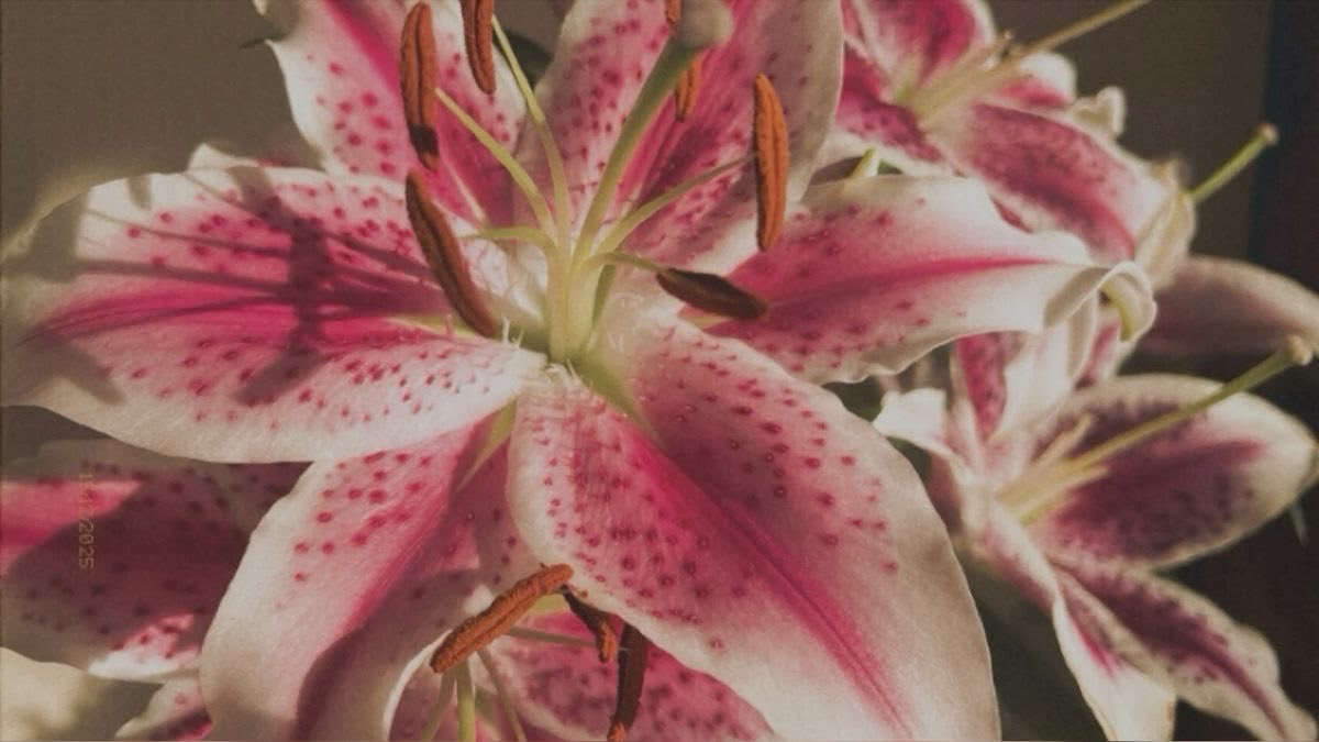 zen | lf moots tweet media