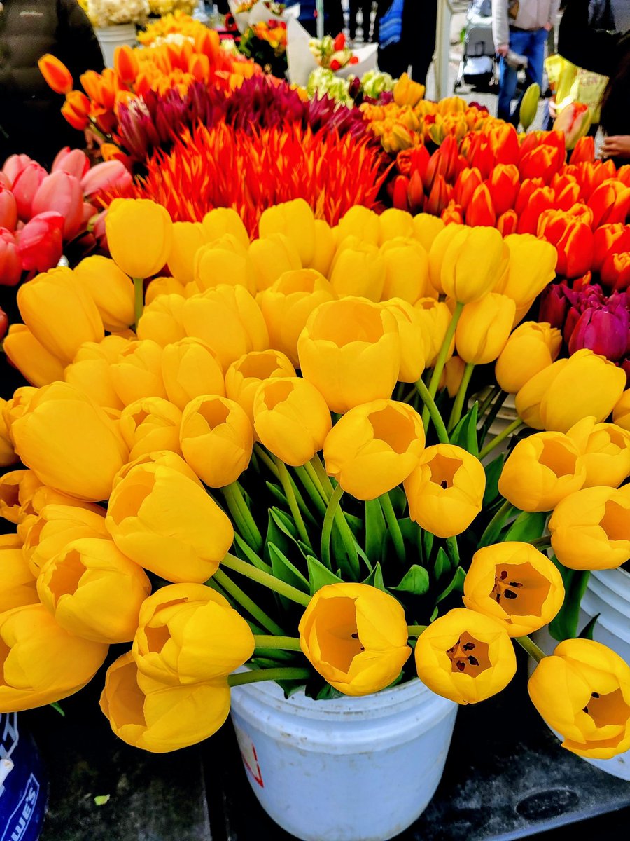 susaninseattle1's tweet photo. Hello tulips! Hello spring in the Pacific Northwest. Hello color! ๐ทโจ #PNWSpring #TulipSeason #WestSeattleLife https://t.co/dZdj5WcaZU