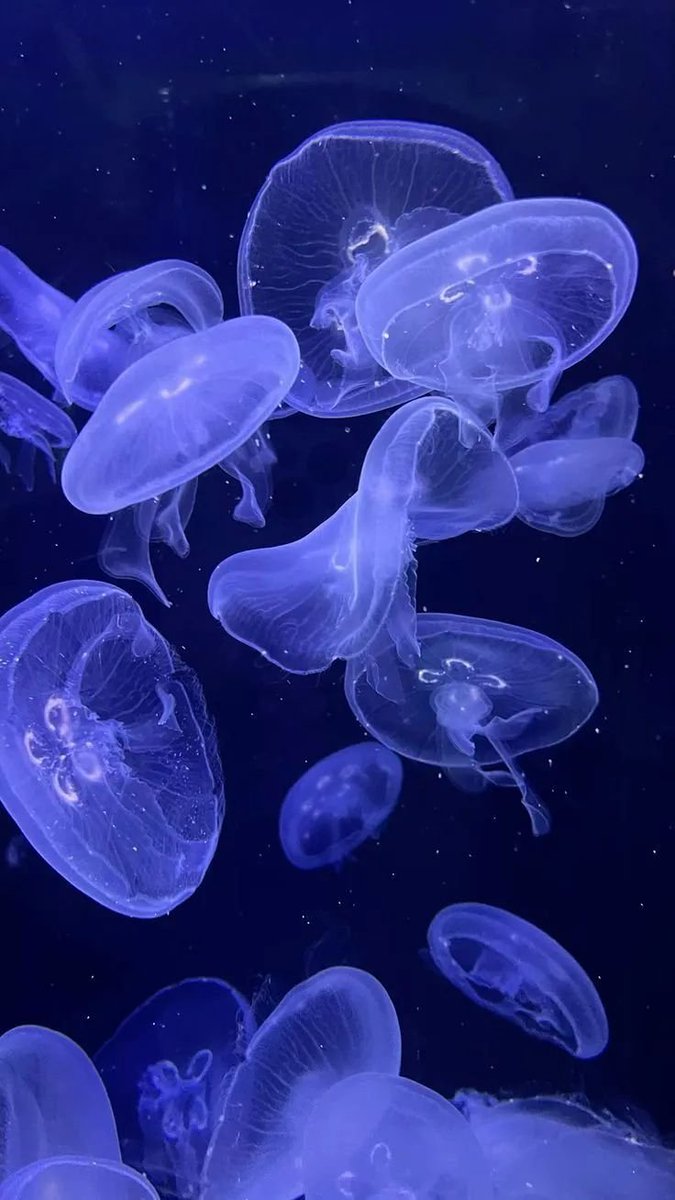 Aesthetics tweet media