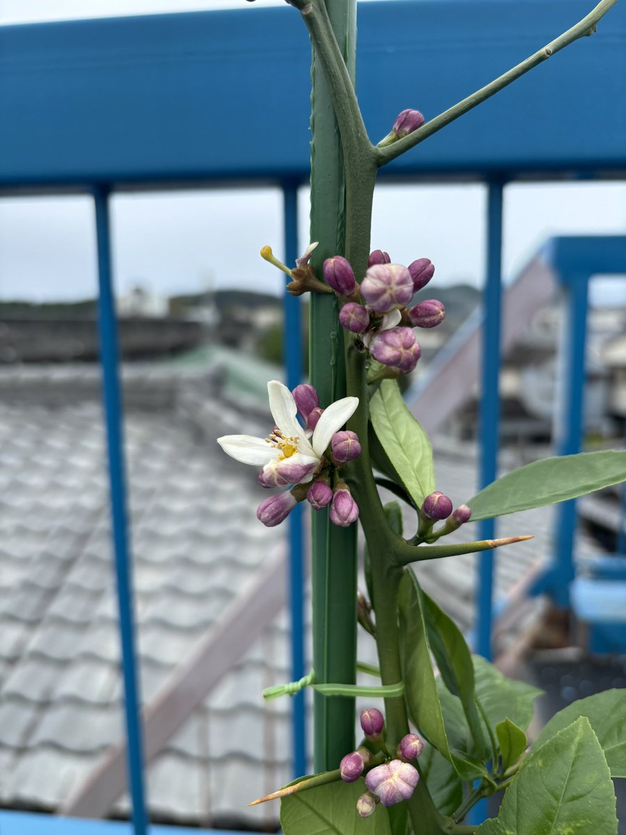 ばんどう ゆうじ tweet media