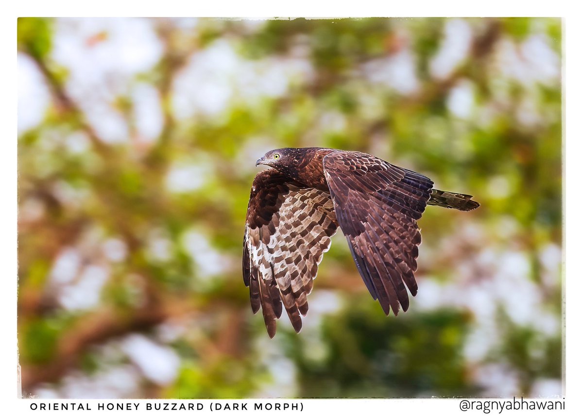ragnyabhawani's tweet image. Suprabhat 🙏
Oriental Honey #Buzzard
Dark #Morph of a #Raptor from #Dudhwa NP
Credit: Chikkamma 
#FlyDay 

#BirdsSeenIn2026
#IndiAves #natgeoindia

@bahutbadadanda @Devahoothi @sanshali1 @ClimbhiKc @Krishnaa_Murari @NatureIn_Focus