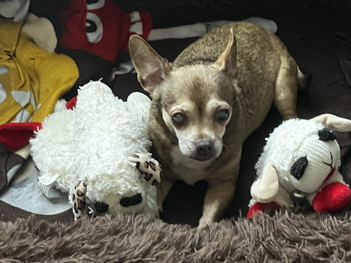 chicathechih's tweet image. Some nights you just need your lambchops close. Tonight’s one of those.  
#DogsofX #Dogsoftwitter #Dog #Dogs #TaterTotSquad #Thursday #X #Spring