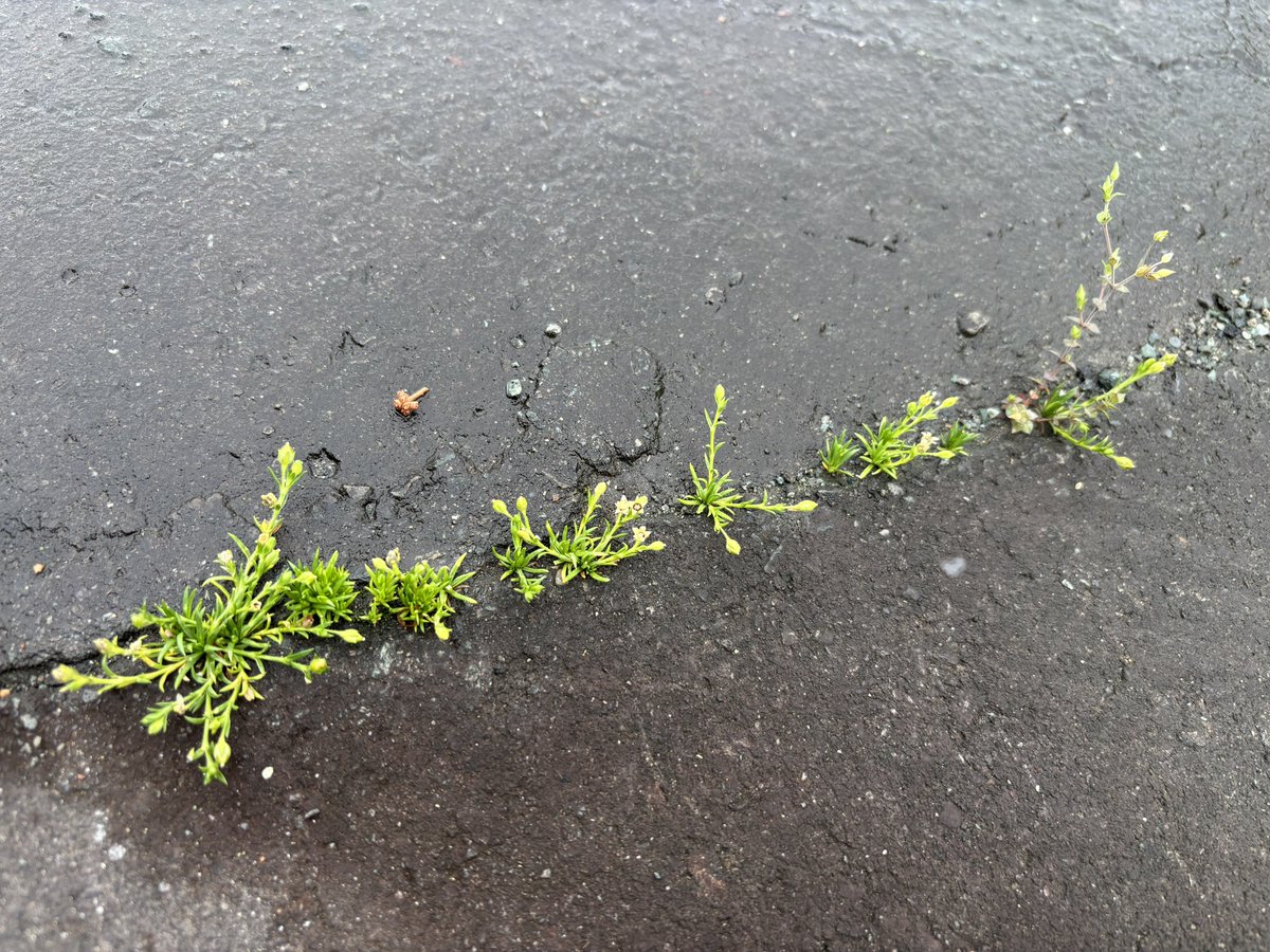 𝚜𝚊𝚝𝚘𝚔𝚘 tweet media