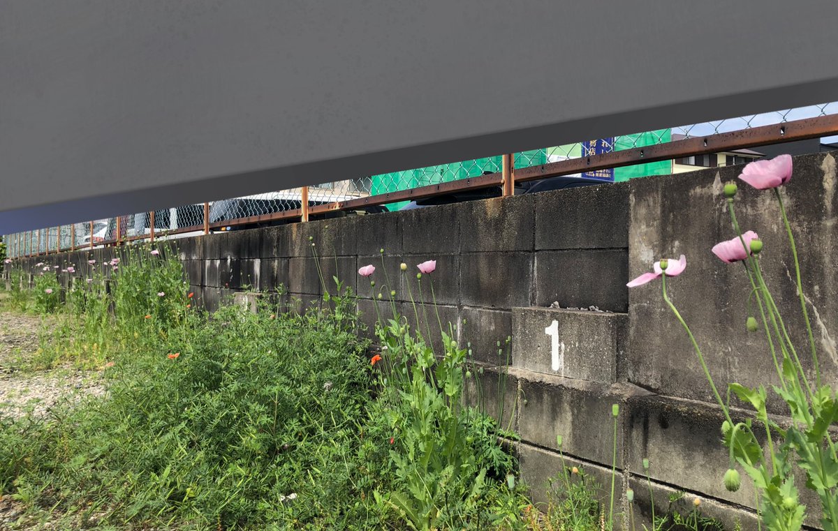 違法お花見をしている