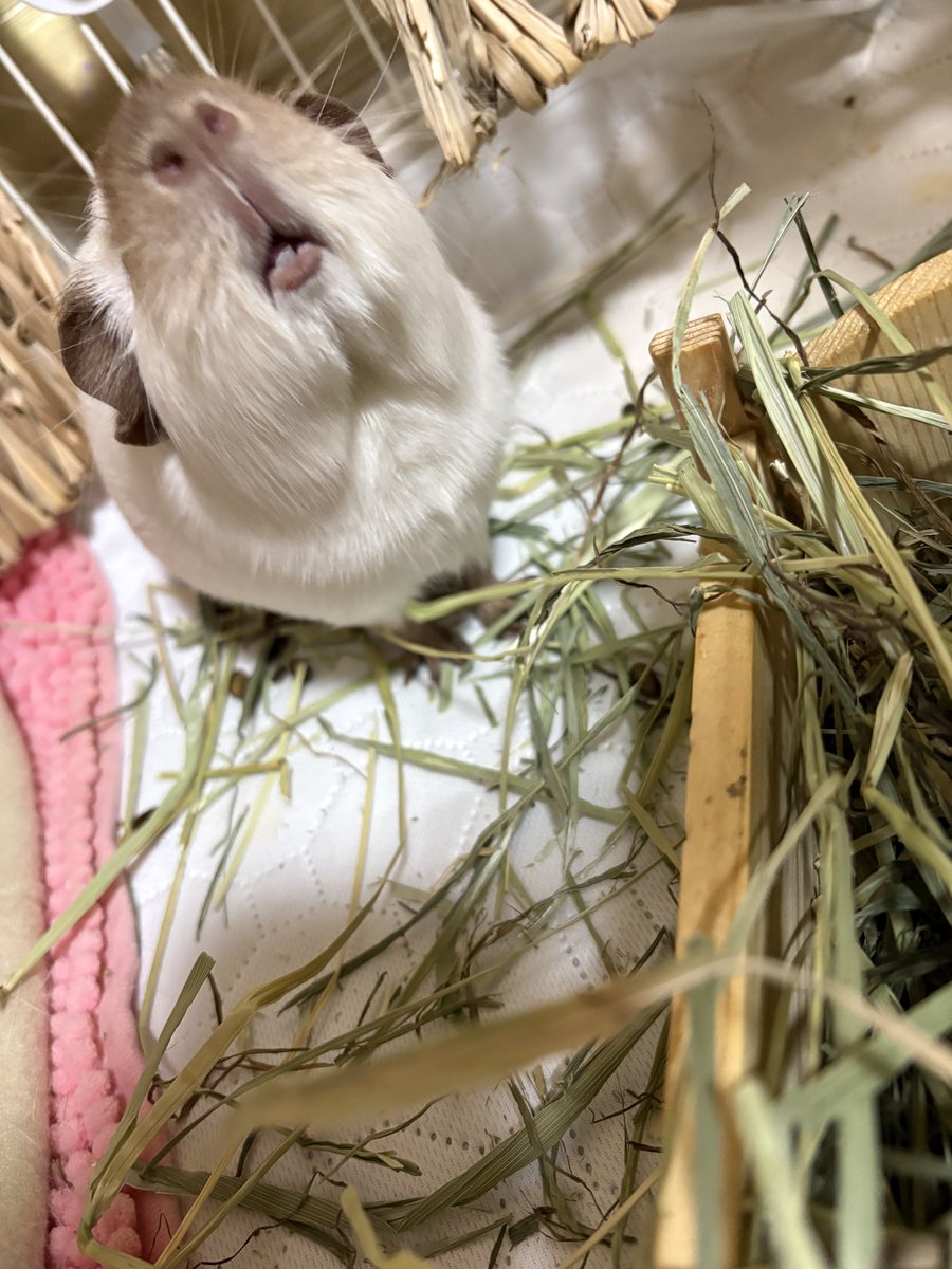 きょう tweet media