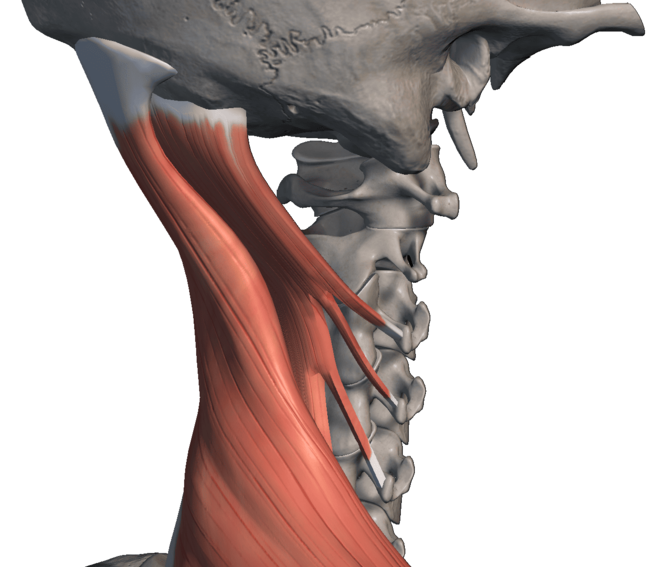 【僧帽筋で迷子になる】
頸部の触察、むずかしいですよね。
僧帽筋なのか、頭板状筋なのか。
たどっているうちに、
途中で迷子になってしまうこともあります。

ということで、
 さわり分けのリール動画を作成中。
画像は、 僧帽筋と半棘筋の位置関係です。
うまく触れば（圧痛点をとらえられれば）、