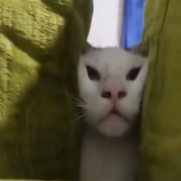 Punch Cat tweet media