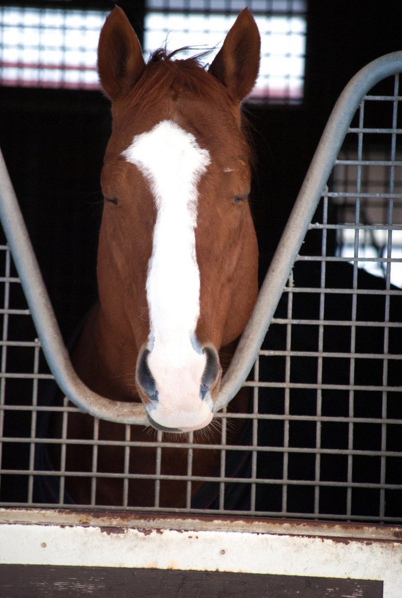 Tokai teigoose tweet media