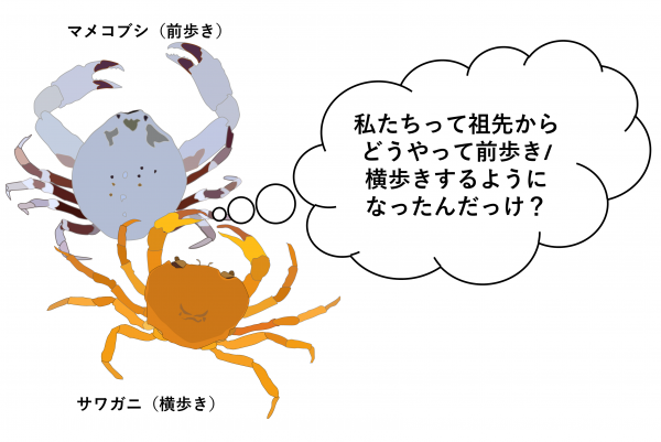 NU_kouhou's tweet photo. ／
カニはいつ「横歩き」を獲得したのか🦀
 ―約2億年前の共通祖先に由来し、多様化につながった可能性―
＼
多くのカニに見られる「横歩き」という移動様式が、約2億年前の共通祖先に由来する可能性が高いことを明らかにしました！🧐
#長崎大学 #カニ #研究 #横歩き
👉https://t.co/DJQDK1gKVr https://t.co/H9PRTZO9QS