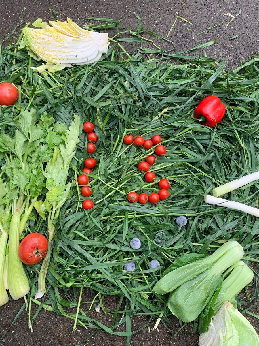 千葉市動物公園【公式】 tweet media