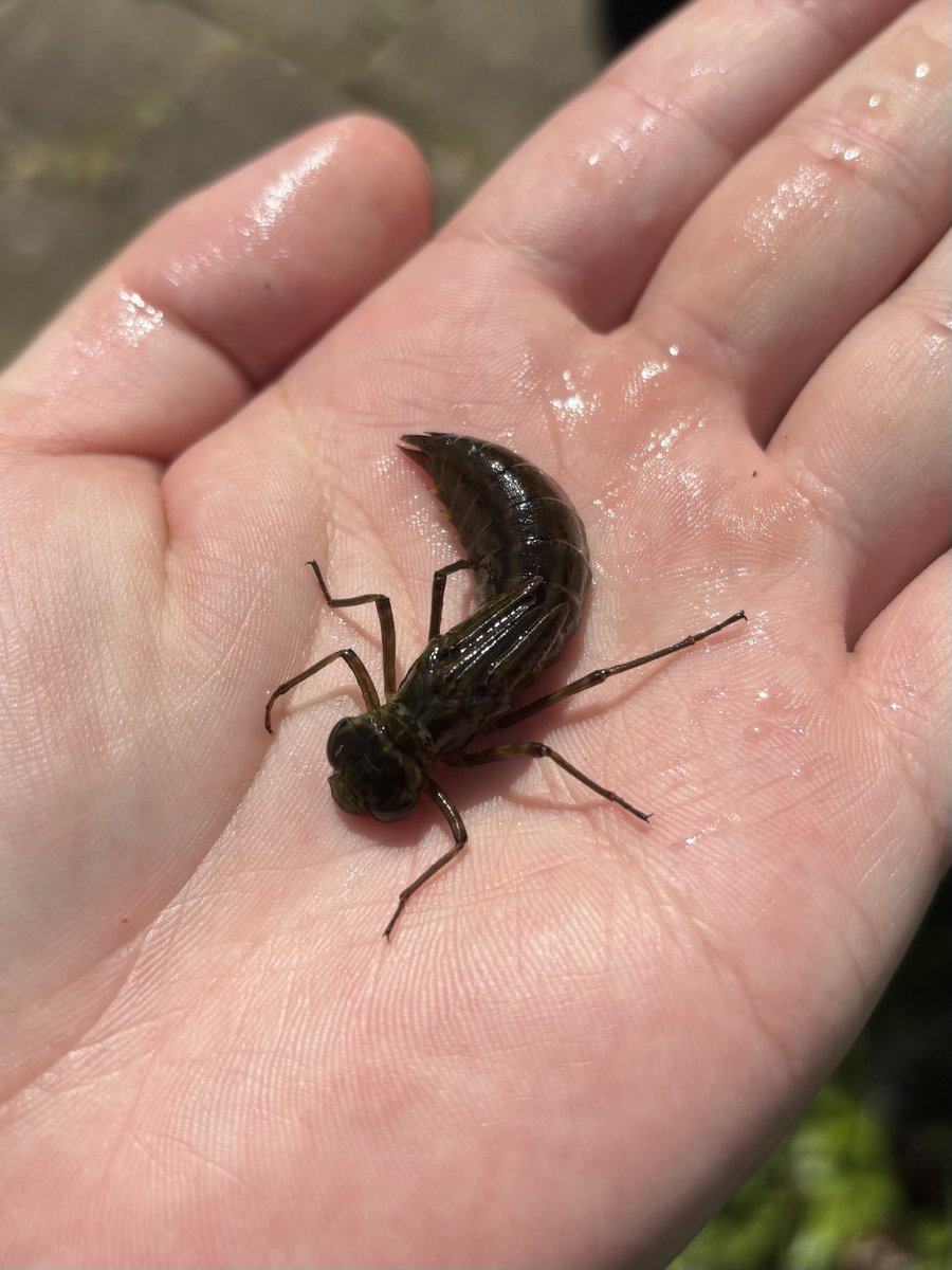 すいむの生物観察 tweet media