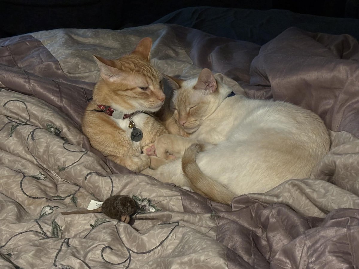 Riot Mort tweet media