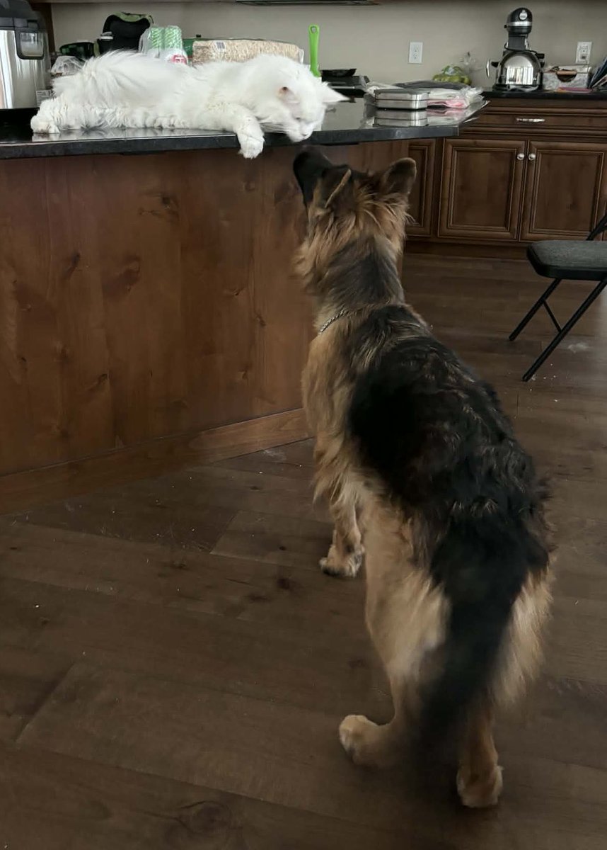 Riot Mort tweet media