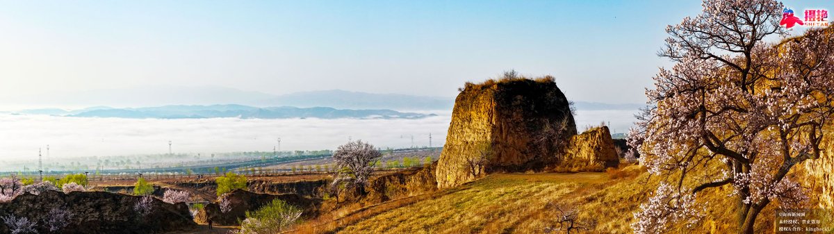 sxxww518's tweet image. 暮春晋北天镇李二口明长城沿线万亩杏花绽放，与古长城相映成趣。
Late spring: thousands of apricot blossoms bloom along the Ming Great Wall in Tianzhen, northern Shanxi, contrasting with the ancient wall. #blossoms #GreatWall