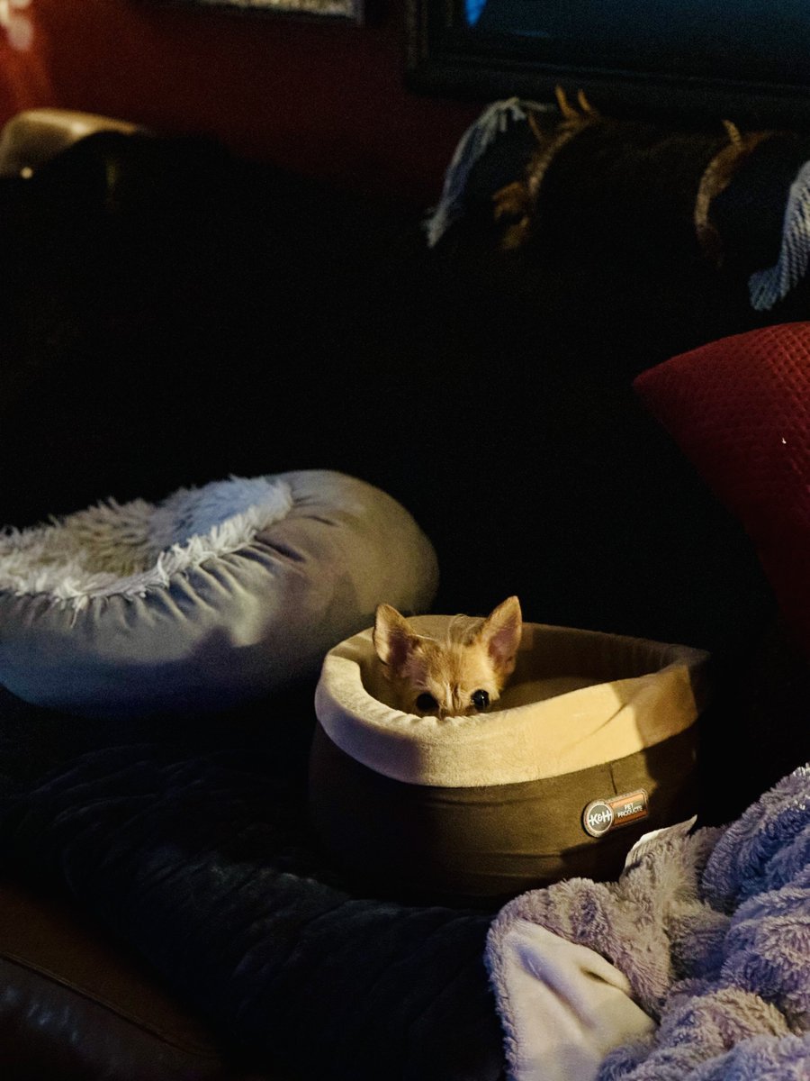 MariAnne Vanella tweet media