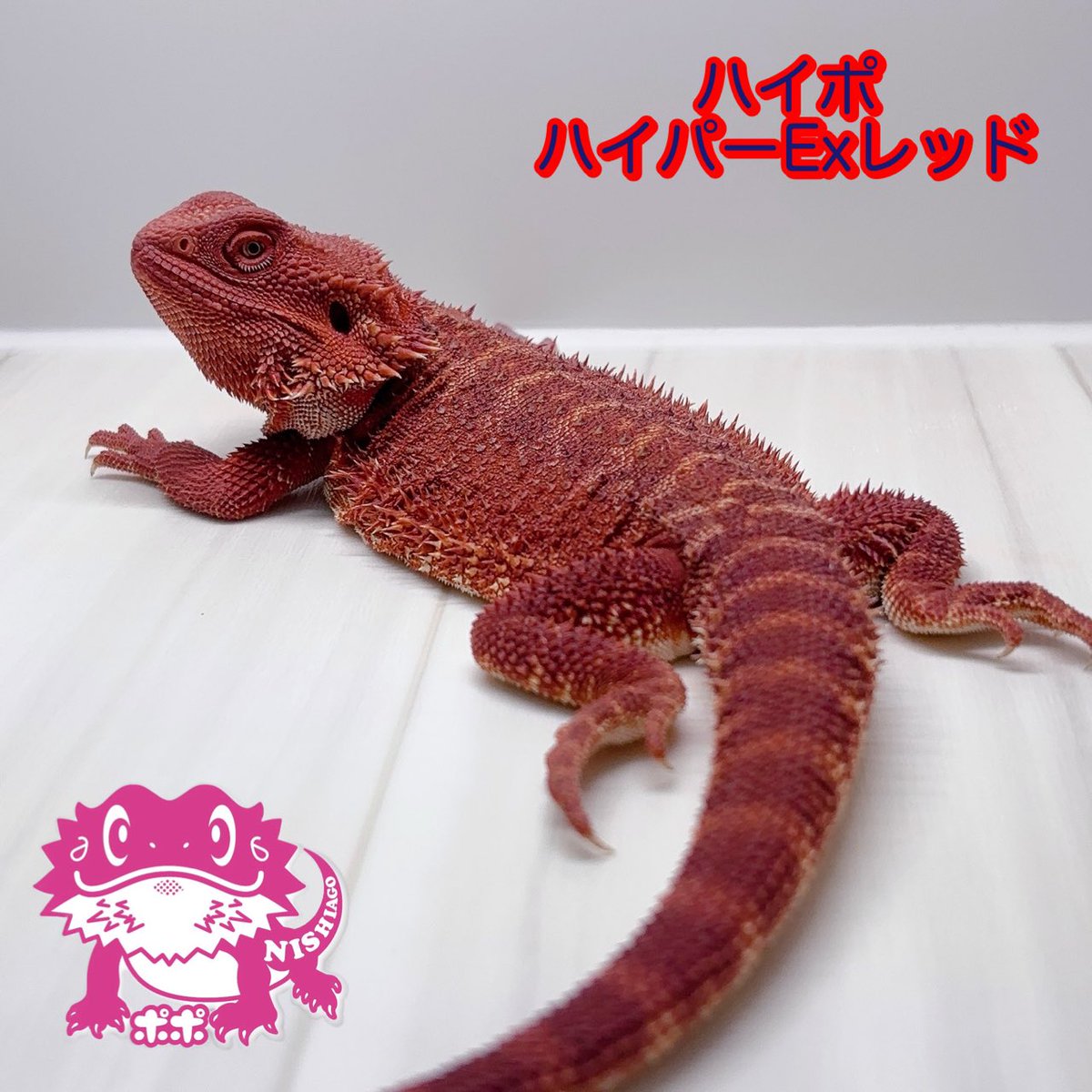 ポポのケージ (@poponocage) / Posts / X