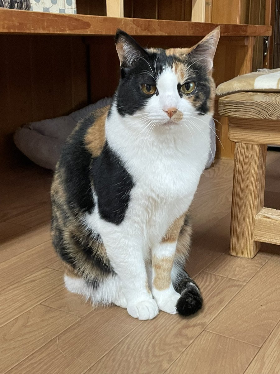 ねこじゃらし  猫用おもちゃ にゃんプロ猫じゃらし となりのねこパンチ | ペティオ