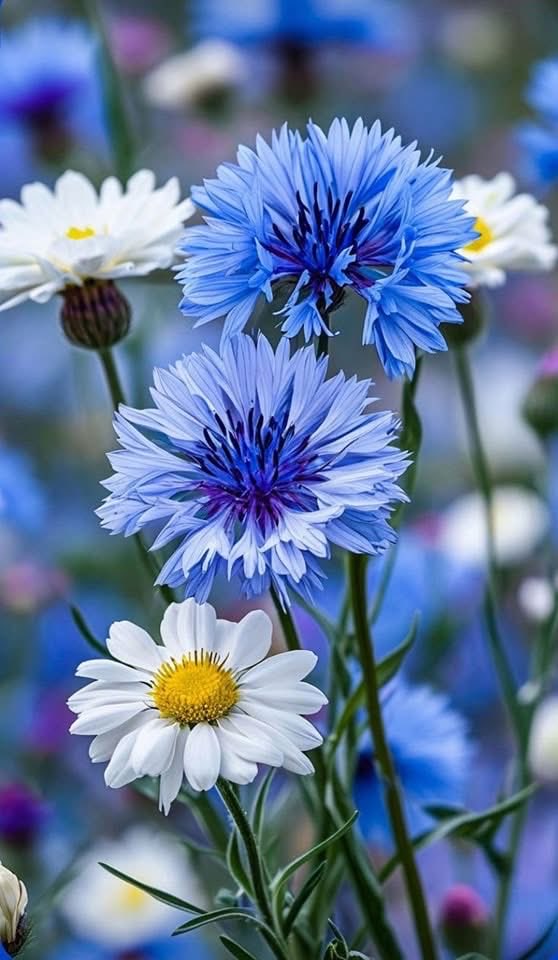 mshafqat72's tweet image. 💐💐So Beautiful and Colourful Flowers 💐💐

#NaturePhotography #NatureBeauty #Beautiful #NatureLover #NatureScenery #Photography #nature #autumn #naturelovers #beautifulflowers #happymood #Flowers