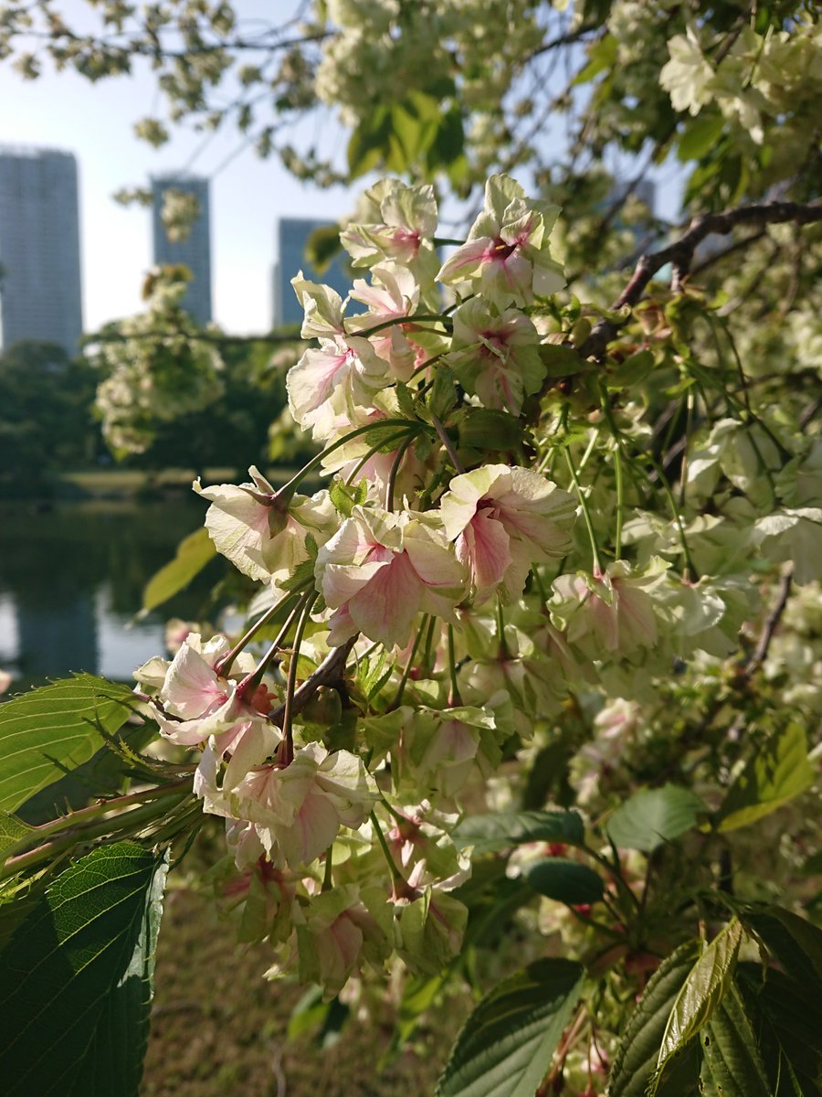 mysterysnack1's tweet photo. 鬱金 "Prunus lannesiana ‘Grandiflora’" #DoubleFlowered
#HamarikyuGarden #SAKURA #beautifulplantsinTokyo #Spring
https://t.co/MBJAssTjgr https://t.co/vsYsjqITkK