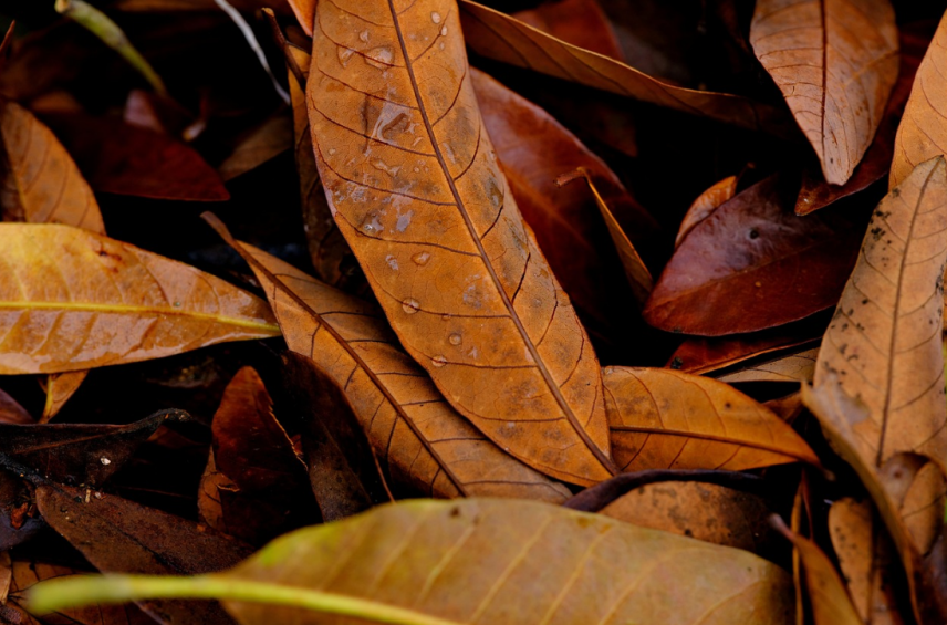 stbctb's tweet photo. The decomposition rates of litters in permafrost region of the Great Xing’an mountains may be attributed to its N content and C/N ratio. Broadleaf litters require slightly over two decades for complete decomposition. Needleleaf litters and mixed litters of broadleaf and needleleaf require nearly double of that periods. This slow process is critical for maintaining C-N balance in cold-region ecosystem.🧐
@stbctb 
https://t.co/0tfl0UXMiI
