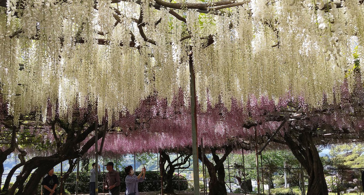 小林弥 tweet media