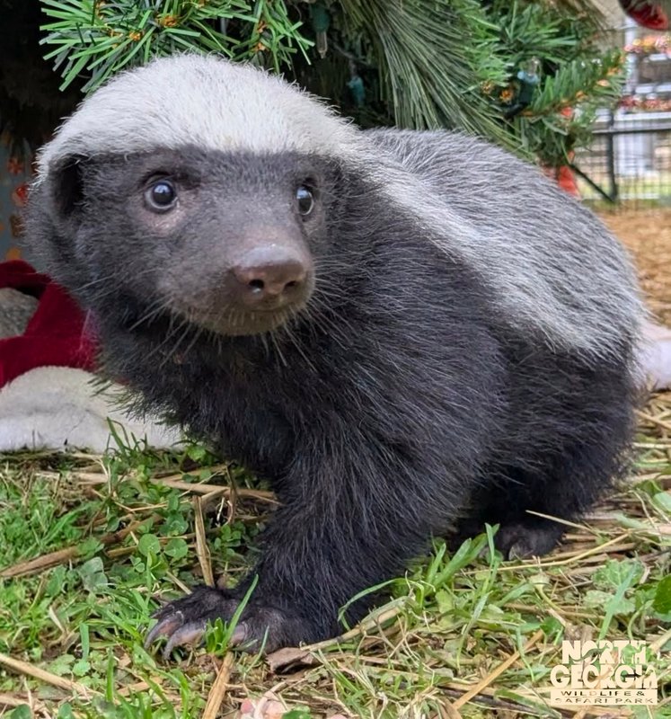 The Nigerian Farmer tweet media