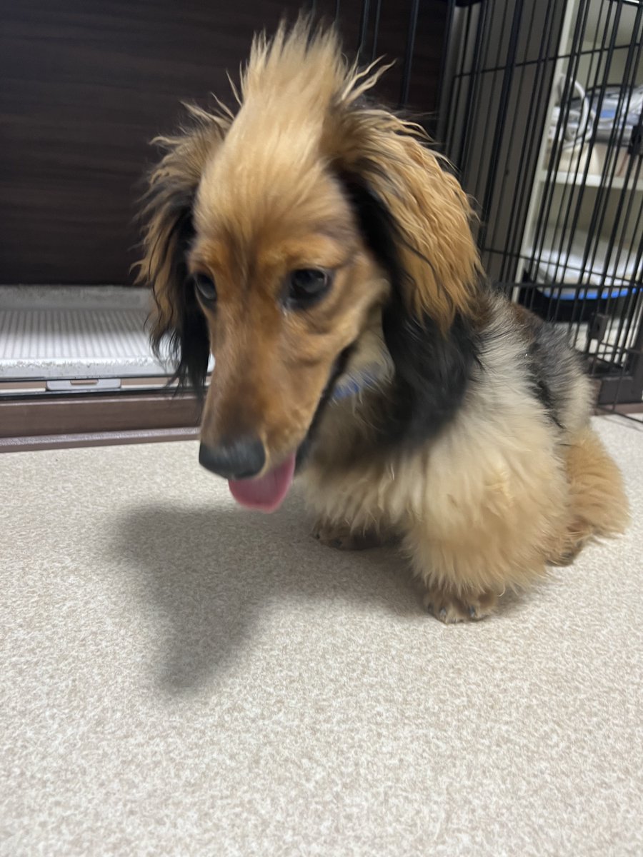 おこげ(大爆発) tweet media