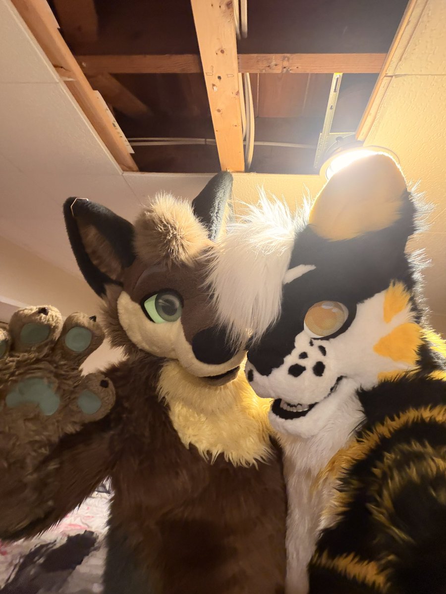 Donz🟡⚫️🐯🔜AO, AC tweet media