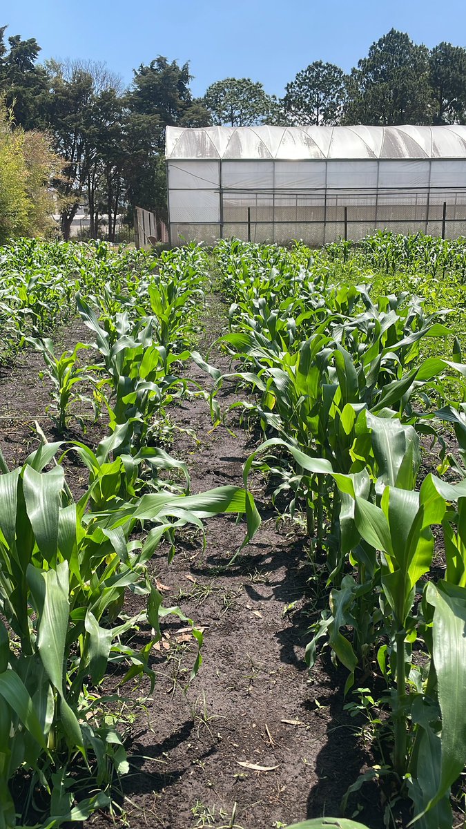 jaci_jx's tweet photo. simplemente, inexplicable 🌽 https://t.co/iKv95txQlN
