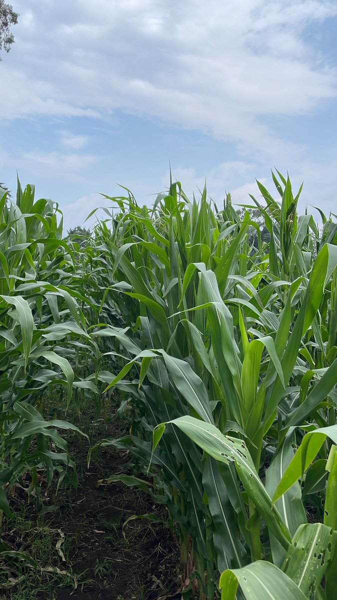 jaci_jx's tweet photo. simplemente, inexplicable 🌽 https://t.co/iKv95txQlN