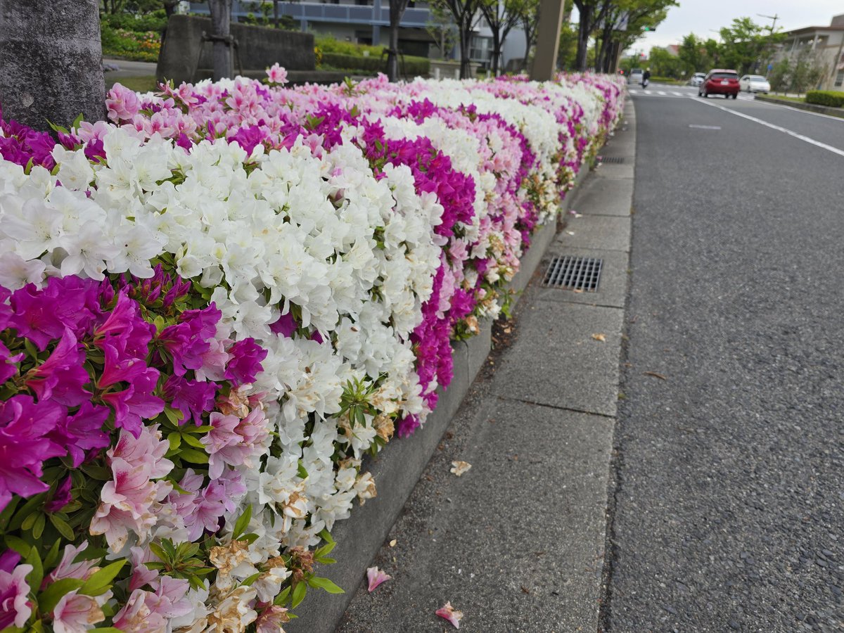 voguemaster3's tweet photo. 近所のツツジが満開 https://t.co/lukllKdETb