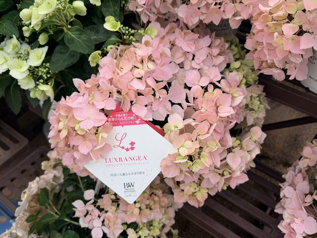 *いずみん*🌈🌸 tweet media