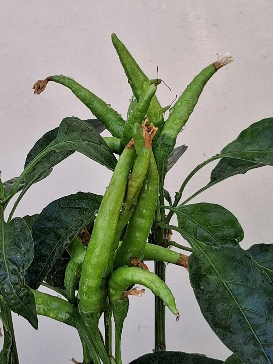 Narendr51543168's tweet image. Chilli 
#vegetables #plants #Nature #chilli