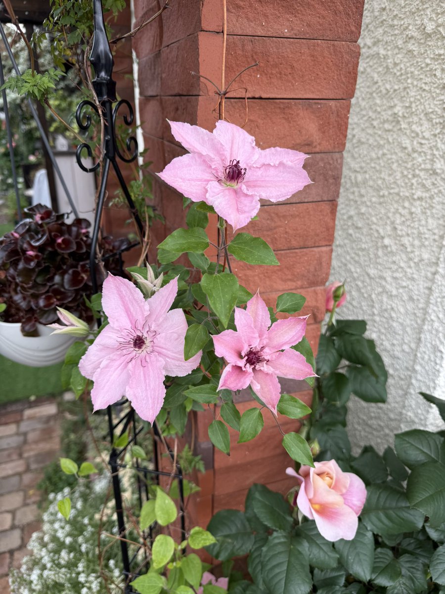 parkocas's tweet photo. 雨上がり
玄関周りのバラはみんな大輪、手の平より大きいくらいよ
タヒチ、アブラカタブラ、ディスタントドラムス、ロココ
パーゴラには小輪のマニントンモーブランブラー
この空間だけで5種のクレマチス
タヒチの香りが濃厚に漂う
#バラ好きさんと繋がりたい 
#ガーデニング
#ローズガーデン https://t.co/e15YZO9r5m