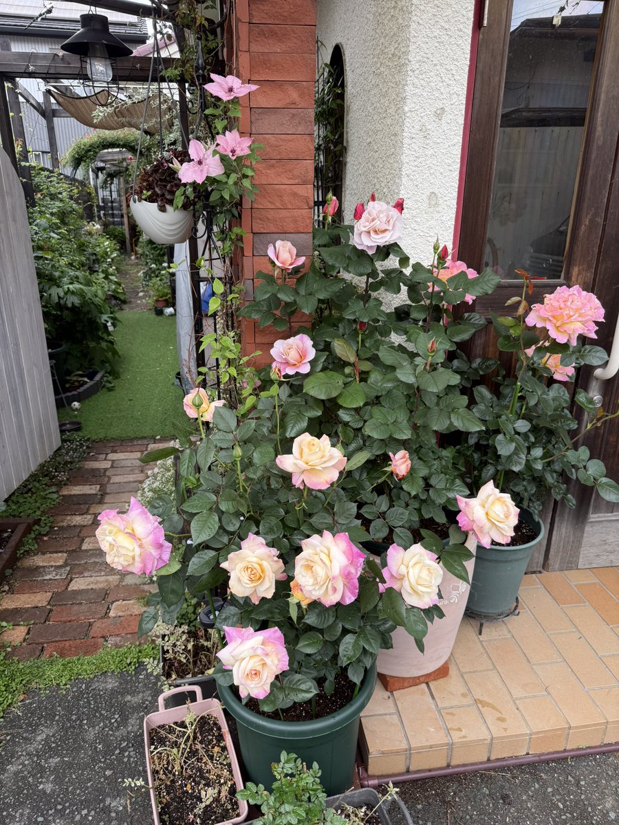 parkocas's tweet photo. 雨上がり
玄関周りのバラはみんな大輪、手の平より大きいくらいよ
タヒチ、アブラカタブラ、ディスタントドラムス、ロココ
パーゴラには小輪のマニントンモーブランブラー
この空間だけで5種のクレマチス
タヒチの香りが濃厚に漂う
#バラ好きさんと繋がりたい 
#ガーデニング
#ローズガーデン https://t.co/e15YZO9r5m