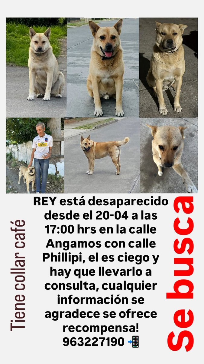 🔴🐶#URGENTE | #LaUnión Se busca a Rey, perdido el 20 de abril a las 17:00 hrs en calle Angamos c/ Phillipi.

⚠️ES CIEGO
⚠️ Necesita ayuda urgente.

<a href="/carolinapinoc/">Caro 🌲 C.</a> <a href="/PerrosPlazaHuem/">Perras Tuiteras🐾 Barrio Franklin 🇨🇱🐶🐱</a> <a href="/cleivamoris/">🚨🚨Claudio Leiva Moris 🚒🚒🇵🇸</a>