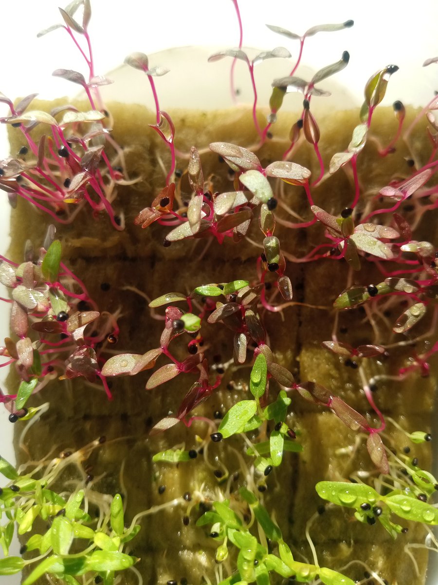 Kulo Sinten tweet media