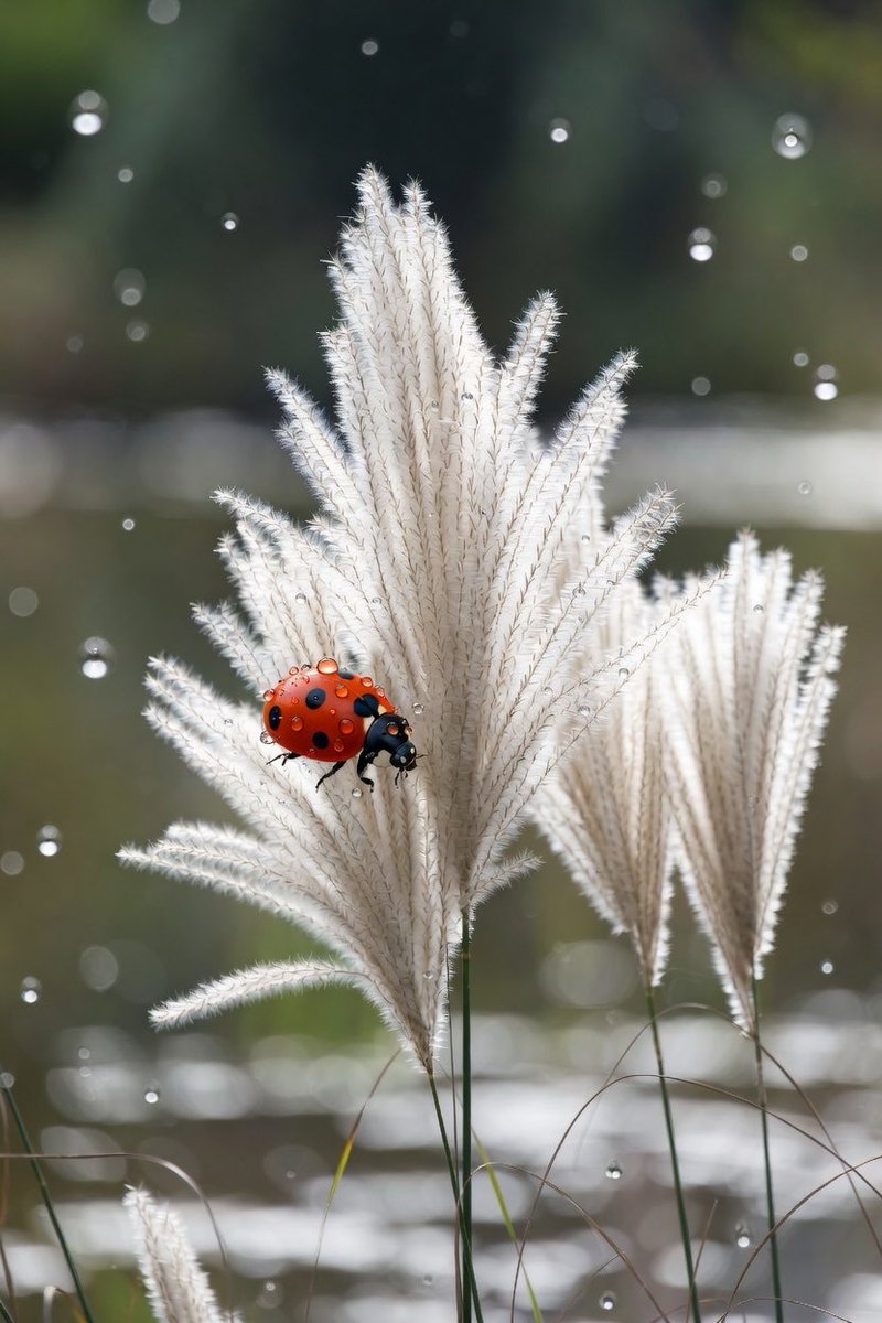 BelleLaudere's tweet image. Loves these tiny wonders?🐞💮🌸
 #Ladybug #NatureLovers #PeacefulMoments