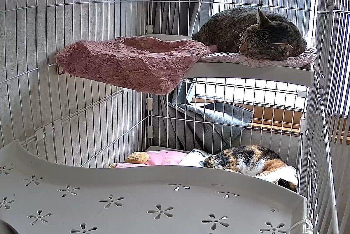 朝からシンクロ寝😴