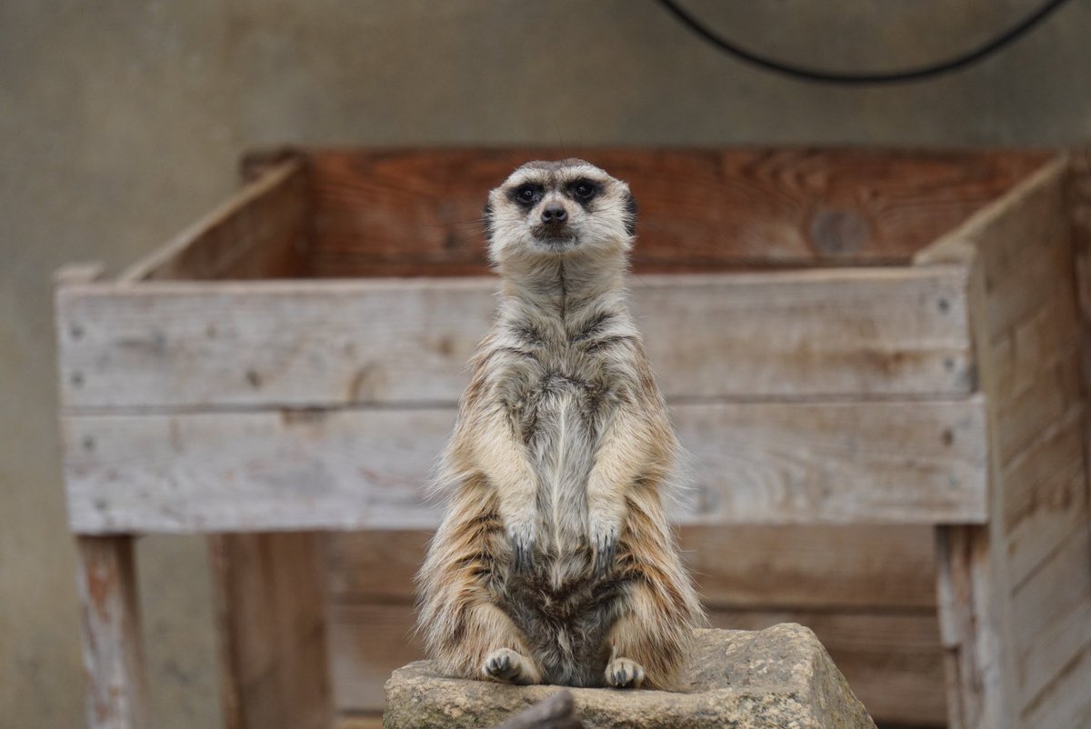 茉白ぽぽ【みみっchu】 tweet media