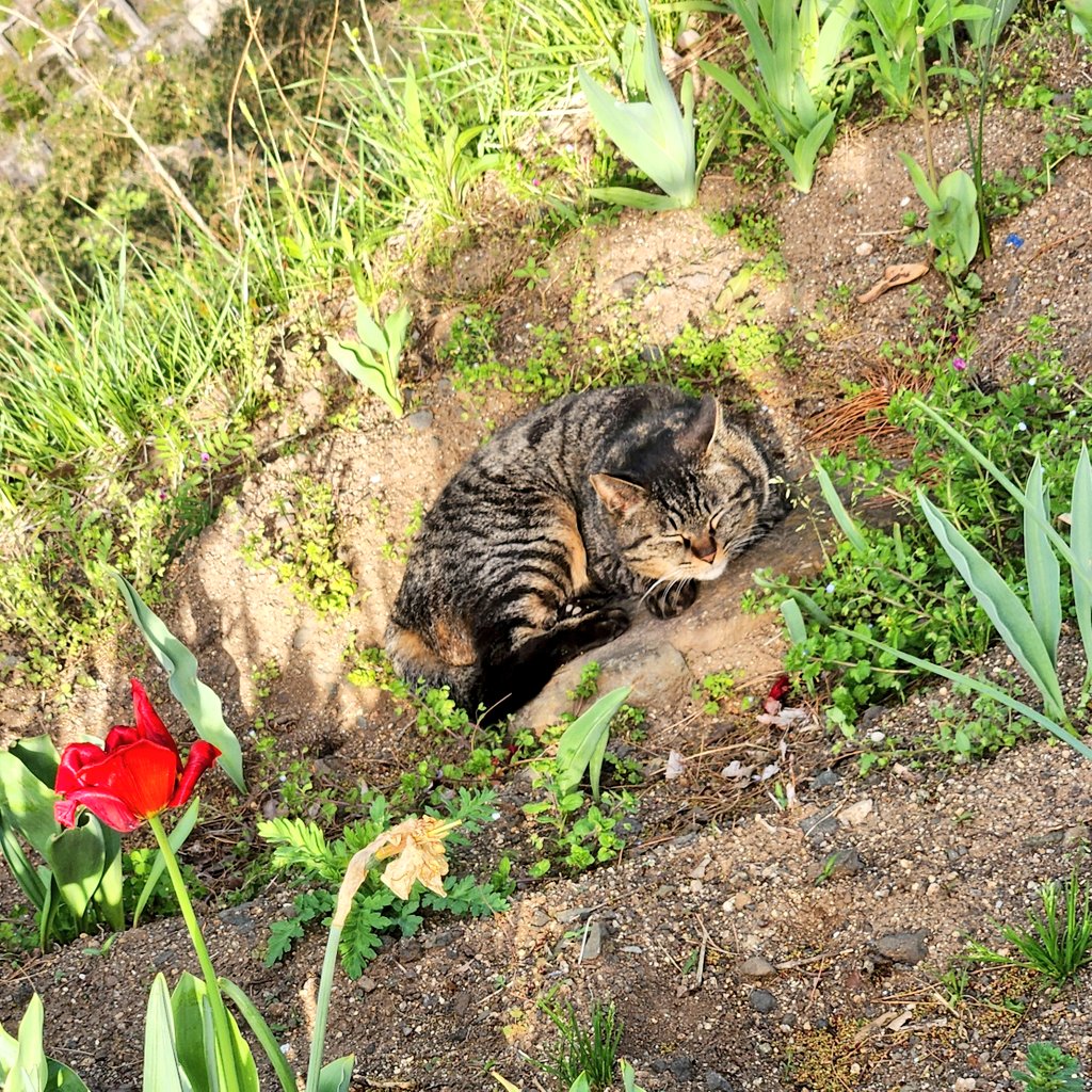 深谷陽 tweet media